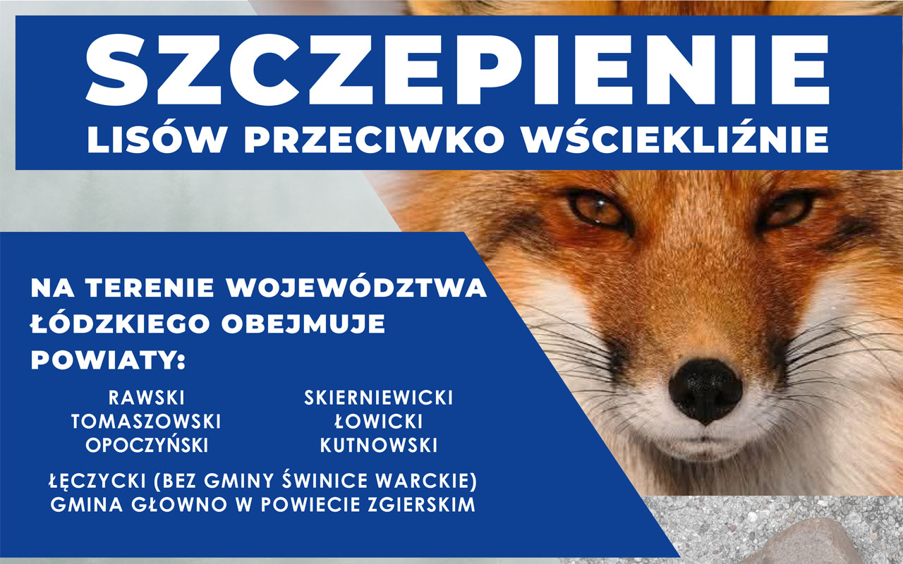 Komunikat Łódzkiego Wojewódzkiego Lekarza Weterynarii w sprawie jesiennej akcji szczepienia lisów wolno żyjących przeciwko wściekliźnie na terenie województwa łódzkiego w powiatach: opoczyńskim, rawskim, tomaszowskim, skierniewickim, łowickim,kutnowskim i łęczyckim (bez gminy Świnice Warckie) oraz zgierskim w gminie Głowno w roku 2025 Łódzki Wojewódzki Lekarz Weterynarii działając na podstawie Rozporządzenia Ministra Rolnictwa i Rozwoju Wsi z dnia 18 marca 2025 r. w sprawie wprowadzenia programu zwalczania wścieklizny na lata 2025- 2027 (Dz.U. 2025 r. poz. 430 ) oraz § 4 ust. 1, §10 ust. 1, §11 Rozporządzenia Ministra Rolnictwa i Rozwoju Wsi z dnia 17 grudnia 2013 r. w sprawie przeprowadzania ochronnych szczepień lisów wolno żyjących przeciwko wściekliźnie (Dz. U. 2013 r., poz. 1737) informuje, że na terenie województwa łódzkiego w okresie pomiędzy 10 a 17 października 2025 r. zostanie przeprowadzona jesienna akcja szczepienia lisów wolno żyjących przeciwko wściekliźnie.